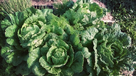'Hilton' Chinese Cabbage Image